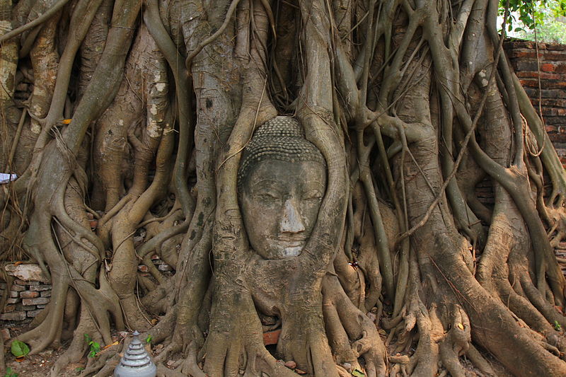 800px-Tête_de_Bouddha_dans_les_racines,_Ayutthaya